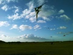 Flying kites